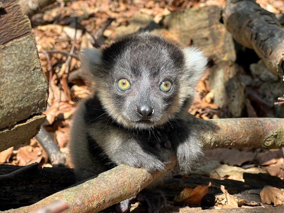 Dieses kleine Affenbaby ist mutmaÃŸlich aus dem Affenwald in StrauÃŸberg gestohlen worden. Es wÃ¤re leider nicht der erste fall dieser Art.