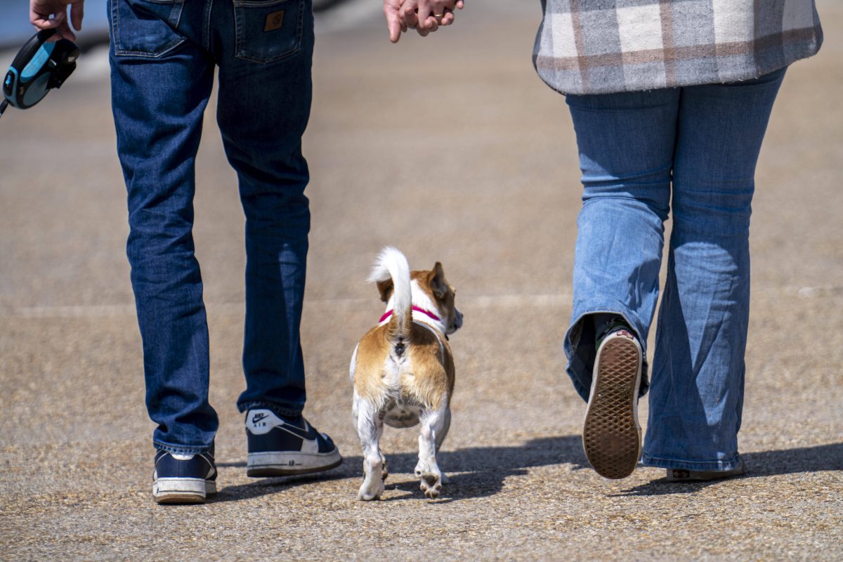 Mann geht mit Hund Gassi