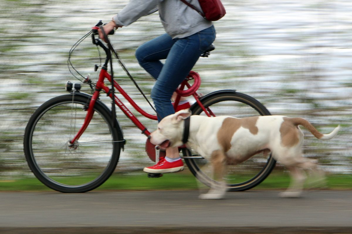 Diese Rettungsaktion in ThÃ¼ringen hatte Ã¼ble Folgen. Ein Hunde-Besitzer wollte seinem Vierbeiner nur helfen...