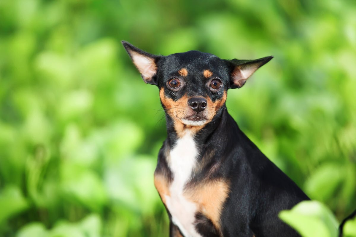 hund in thueringen