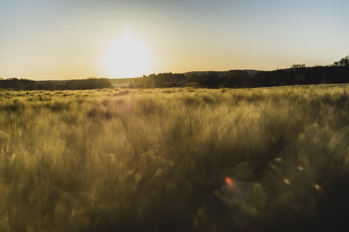 Sonnenaufgang Ã¼ber einem Feld