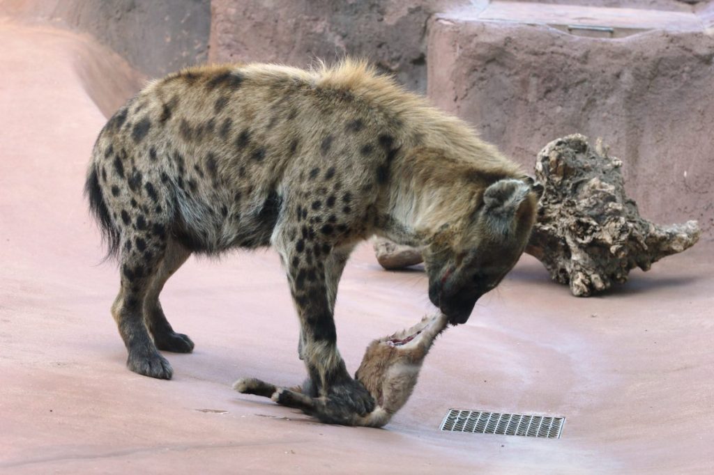 zoo erfurt