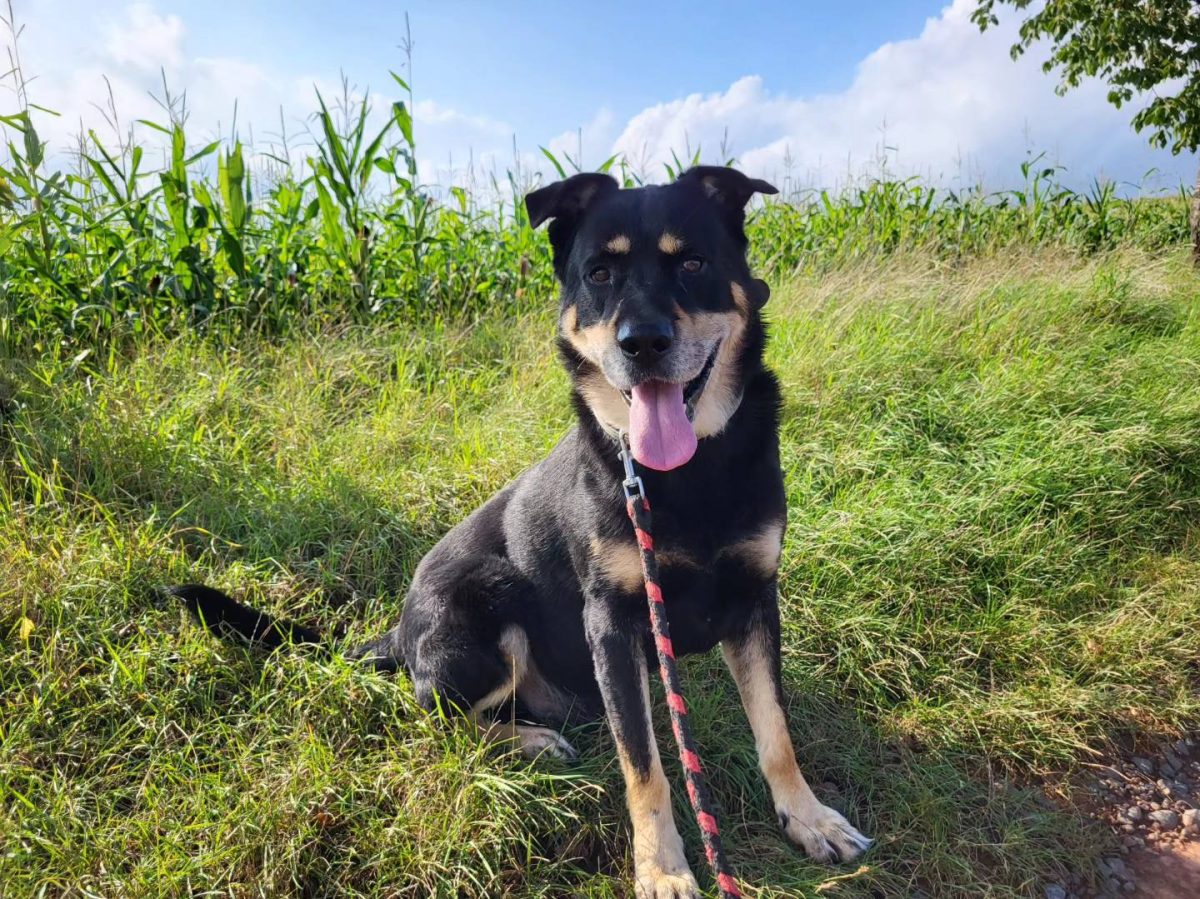 Rottweiler-Mix Nero