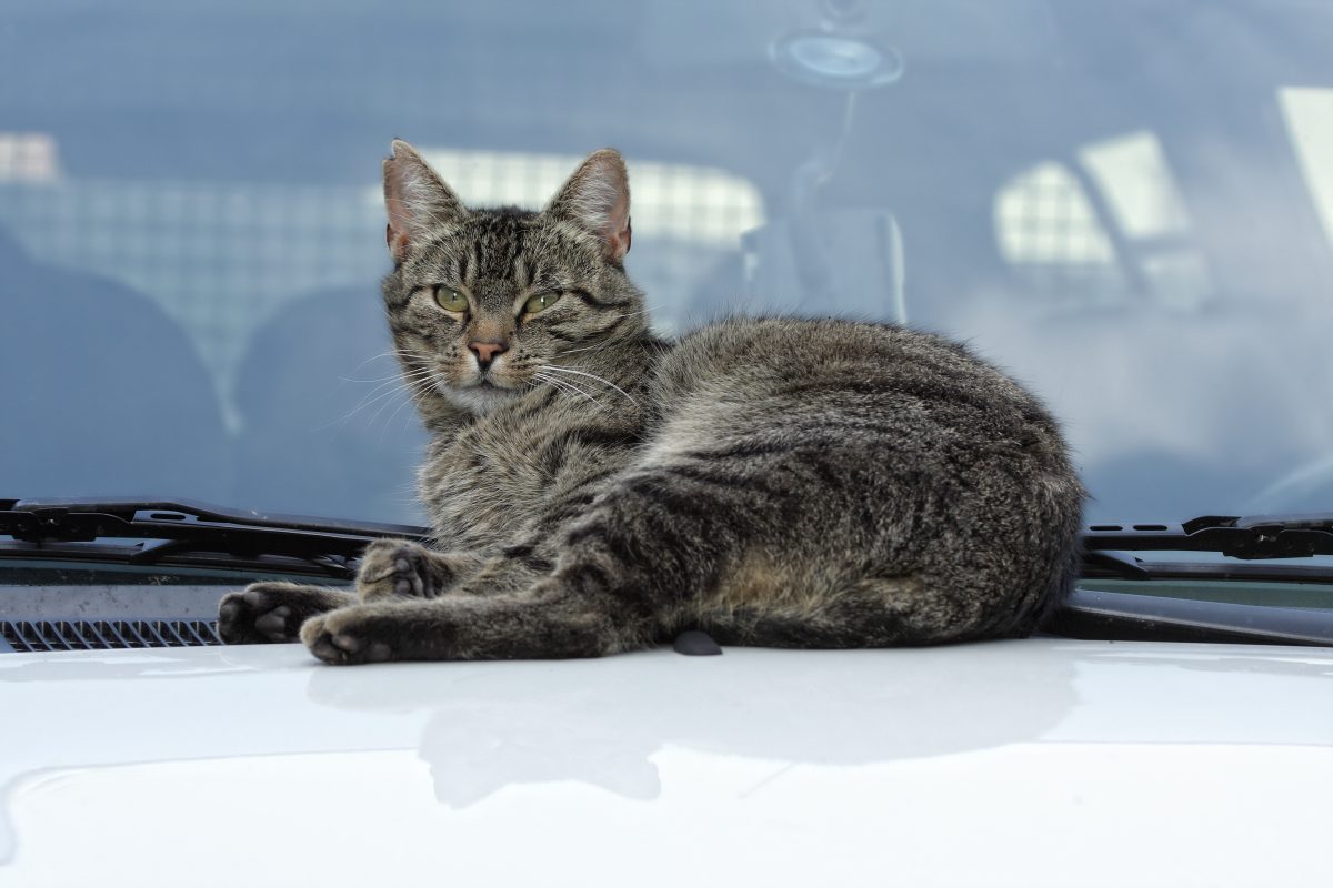 Wie bitter diese Geschichte aus Thüringen ist... Eine gut gemeinte Aktion hat böse Folgen für eine Katze und deren Besitzerin.