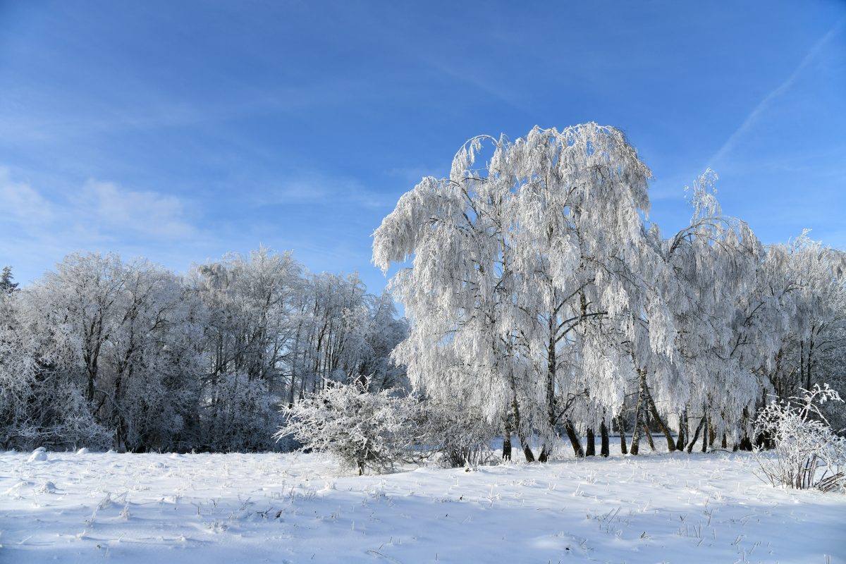 Schon bald entscheidet sich der Verlauf des Winter-Wetters in ThÃ¼ringen. Der Dezember entscheidet, wie es um Januar weitergeht. (Symbolbild)