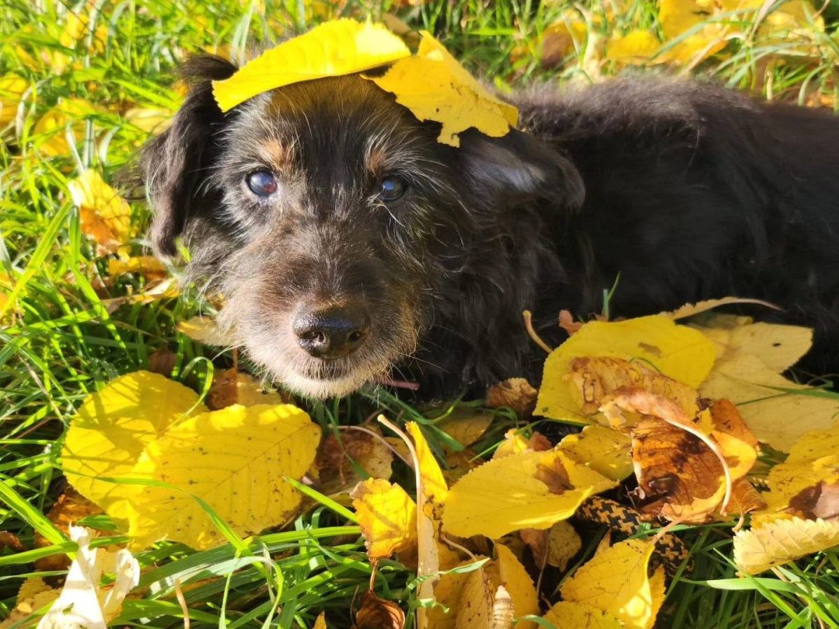 Ein Hund in Thüringen erlitt trauriges Schicksal. Im hohen Alter landete er schwer krank im Tierheim Nordhausen.