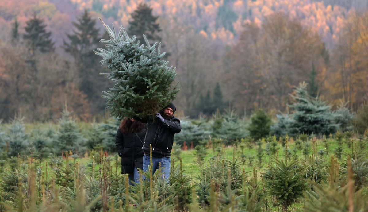 In ThÃ¼ringen kommt langsam Weihnachtsstimmung auf. Doch dieser Zustand kÃ¶nnte der Vorfreude einen DÃ¤mpfer verleihen. (Symbolbild)