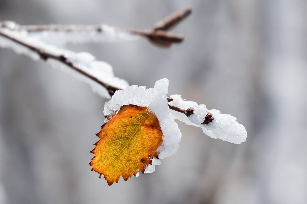 In ThÃ¼ringen bleibt das Wetter regnerisch-mild. Doch eine Ausnahme am Wochenende gibt es. KÃ¼ndigt sich da etwa der Winter an? (Symbolbild)