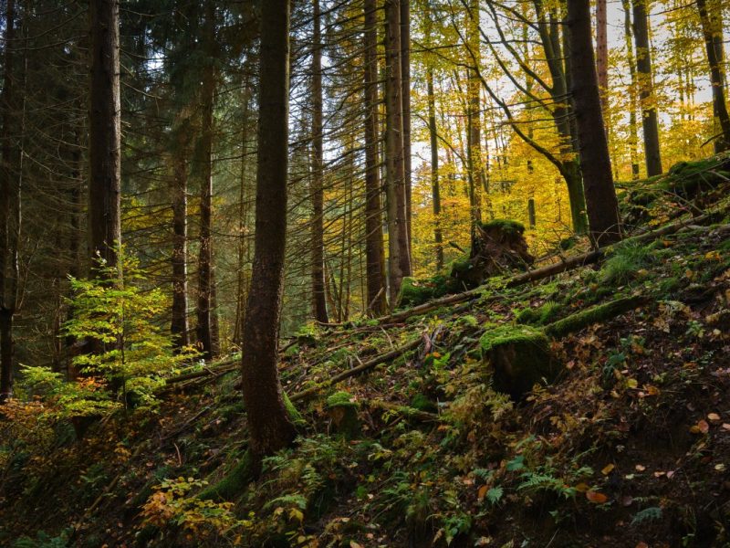Wetter in Thüringen: Milder Herbst hat ungewöhnliche Folge – selbst Experten sind verblüfft
