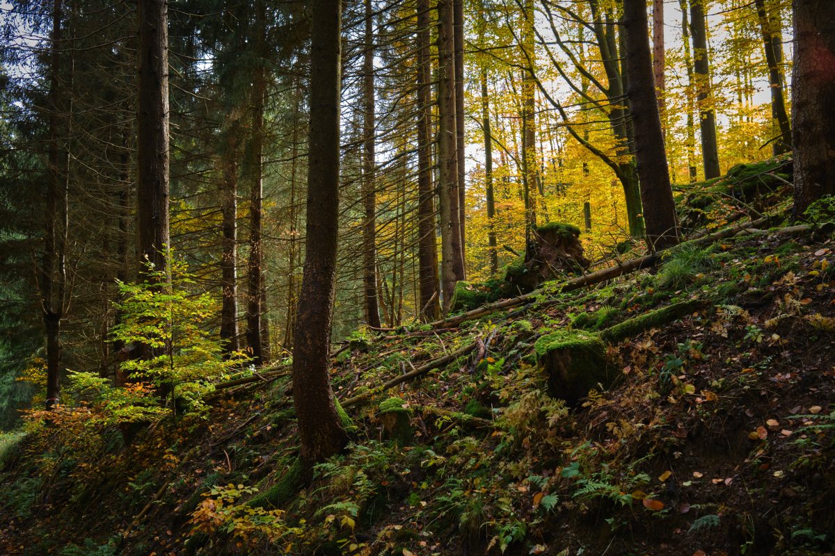 Unter anderem im Thüringer Wald sind derzeit besonders viele Pilze zu finden.