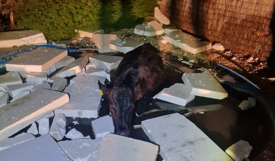 Ein Mann tischte Thüringer Polizisten eine abgefahrene Geschichte auf - er sei auf dem Weg zu einer Kuh im Pool. Was steckt dahinter?