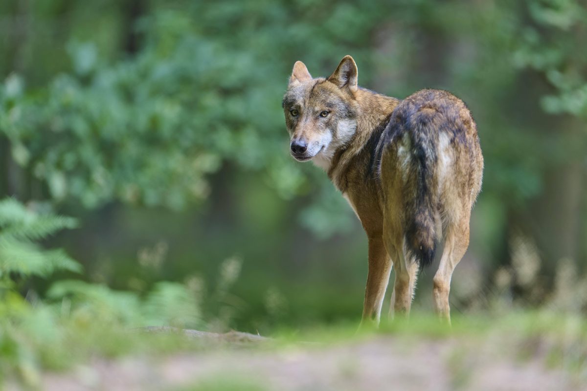 Ein Wolf im Wald blickt in die Kamera