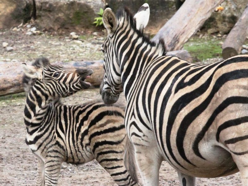 Zoo Erfurt: Aufregung in der Afrika-Savanne! Diesen Anblick sollten sich Besucher nicht entgehen lassen
