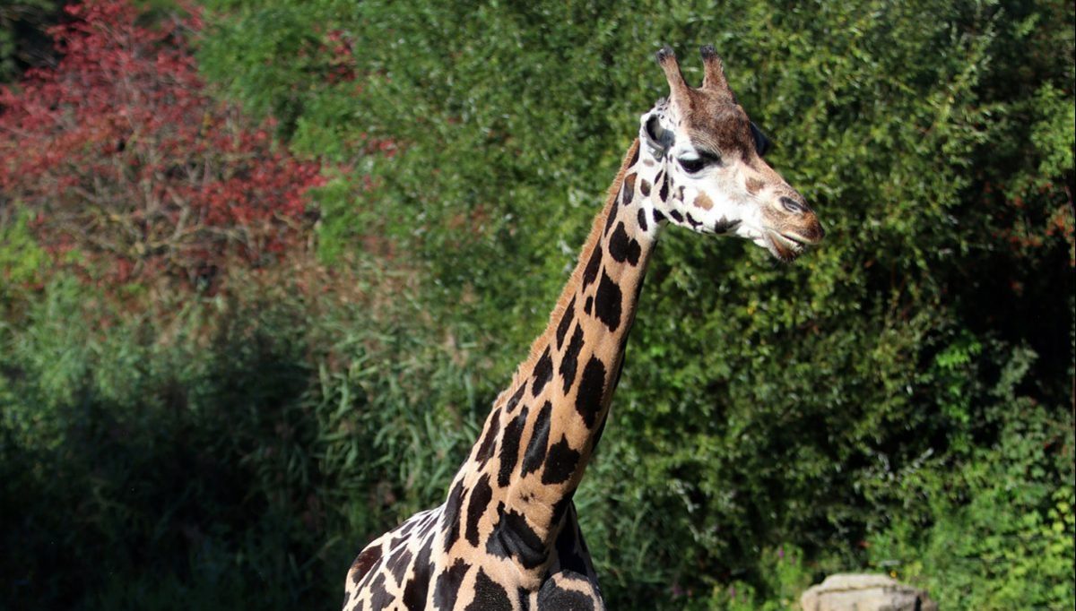 Nach 20 tollen Jahren muss der Zoo Leipzig sich von einer besonderen Bewohnerin verabschieden. Hier findest du mehr Infos.