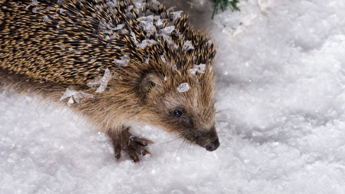 Der stachelige Geselle hat es auf das Siegertreppchen geschafft: Der Igel ist Tier des Jahres 2024. Auch in ThÃ¼ringen ist der SÃ¤uger noch gut vertreten, aber in Zukunft kÃ¶nnte das anders aussehen.