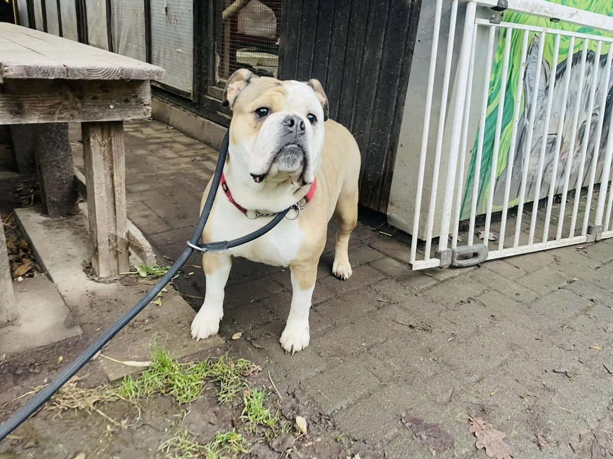 Schockierende Nachrichten fÃ¼r ThÃ¼ringer Hundeliebhaber. Man fand eine ausgesetzte englische Bulldogge. Das ist ihre tragische Geschichte.