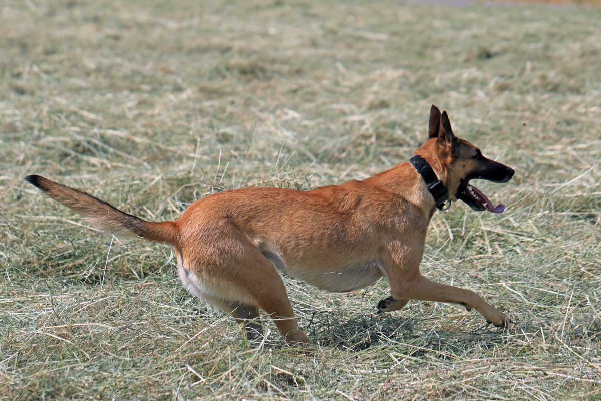 Hund stirbt in ThÃ¼ringen