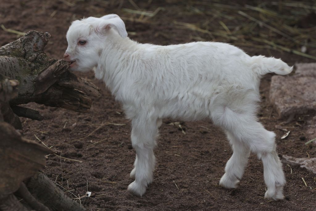 Zoo Erfurt