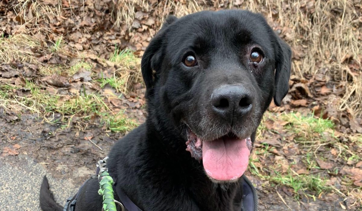 Nach elf Jahren im Zwinger konnte Hund Tyson endlich befreit und sicher in ein Thüringer Tierheim gebracht werden. Das ist seine Geschichte.