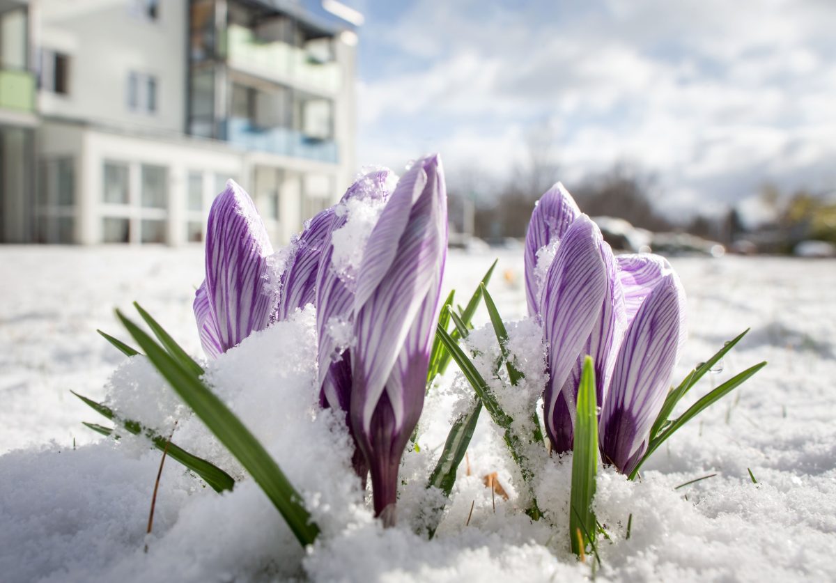 Bekommen die Krokusse in ThÃ¼ringen noch mal Besuch vom Schnee? Eher unwahrscheinlich...