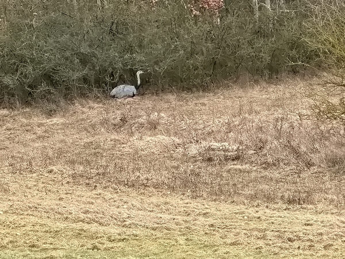 Emu Thüringen