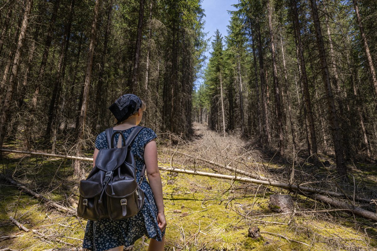 Beim Wandern durch den Thüringer Wald wird deutlich: Der Natur geht es nicht gut. (Archivbild)