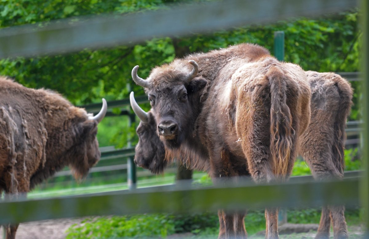 zoo thueringen