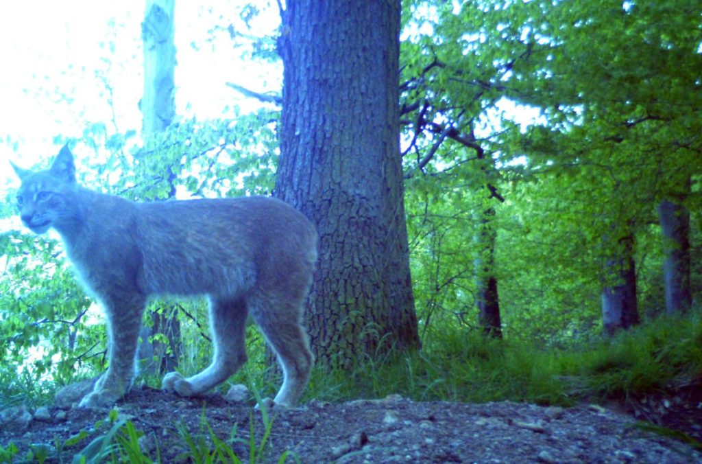 Erneut wurde ein Luchs im NABU-LuchsWald bei Nordhausen gesichtet.