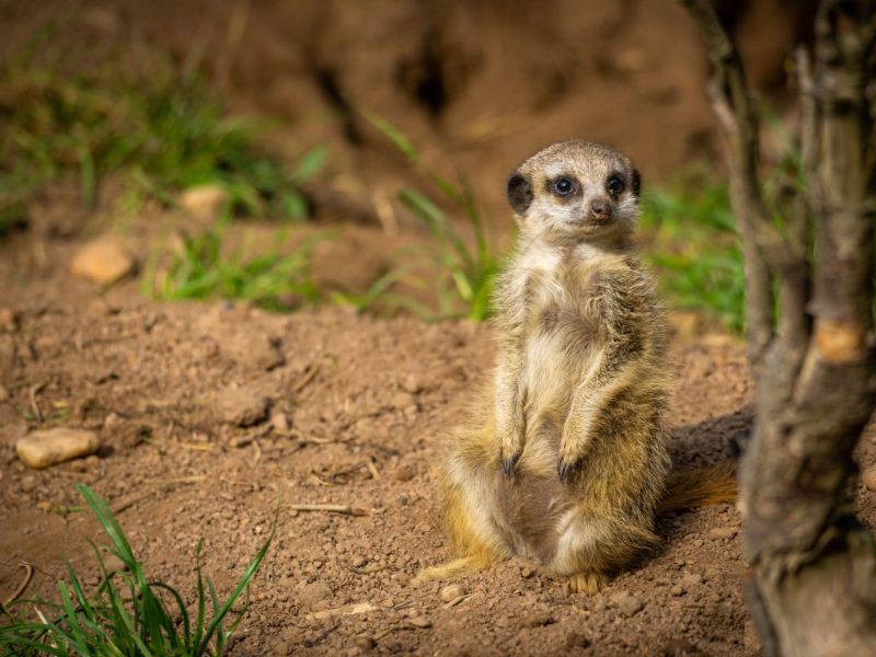 Zoo Leipzig: Pflegerin packt aus! Von SOLCHEN Szenen bekommen Besucher kaum etwas mit