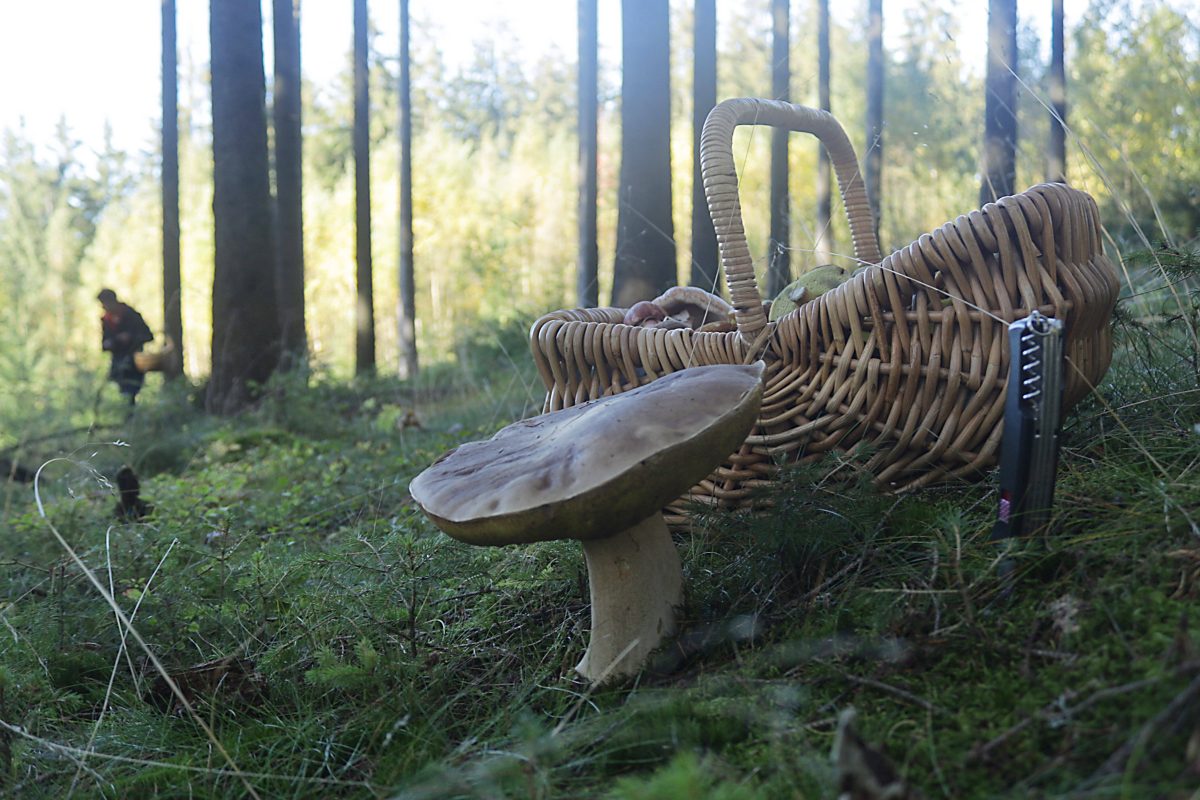 Waldpilze mögen Feuchtigkeit und Wärme – beides gab es bisher genug. Das lässt die Pilzfreunde hoffen…