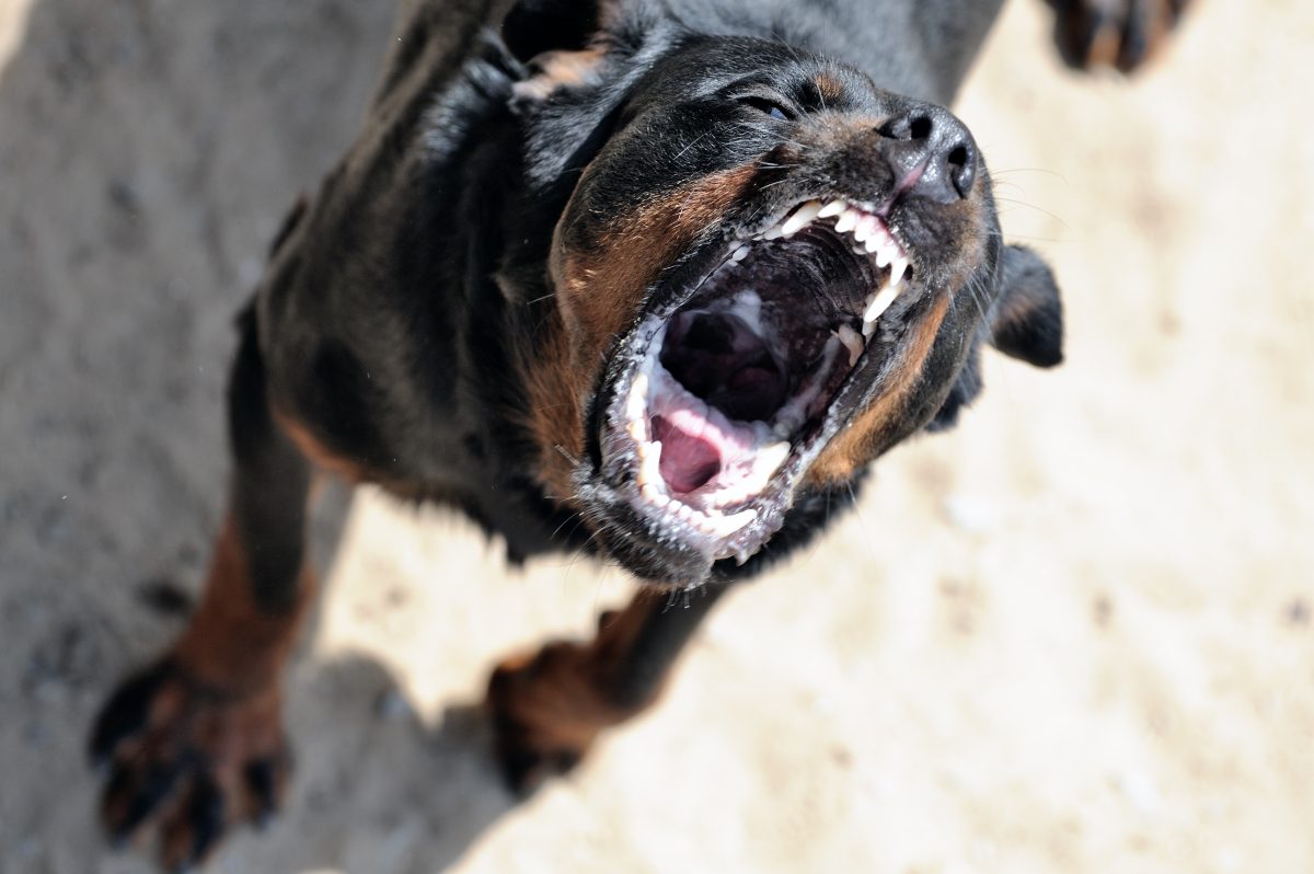 Ein Mädchen ist von einem Hund in Thüringen schwer verletzt worden. (Symbolbild)