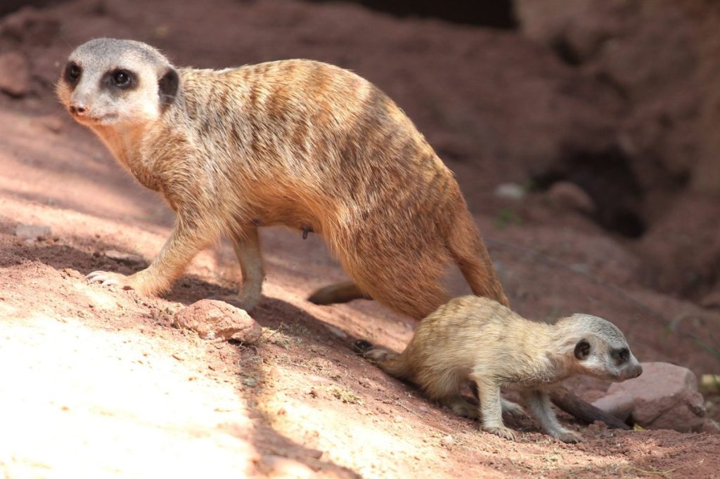 zoo erfurt