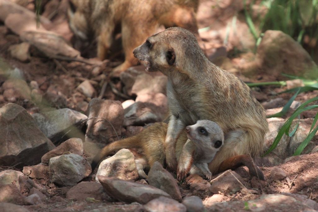 zoo erfurt