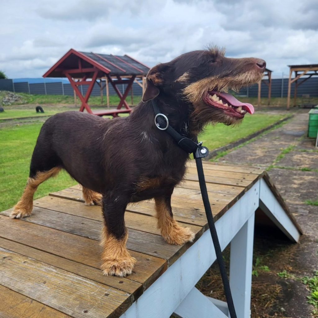 Hundedame Trixie sucht ein neues Zuhause.