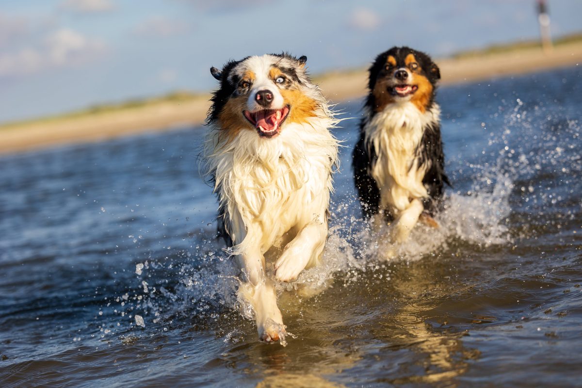 Urlaub mit dem Hund am Strand in Deutschland