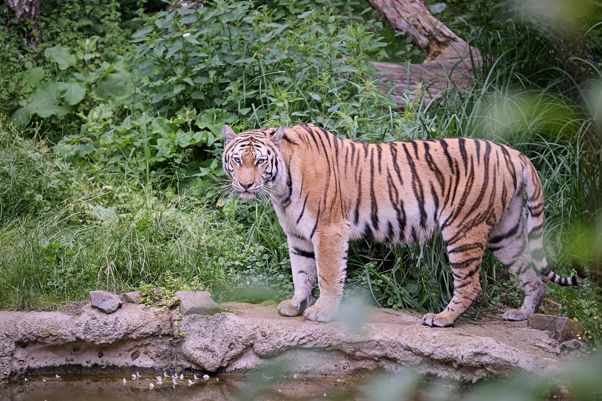 zoo leipzig