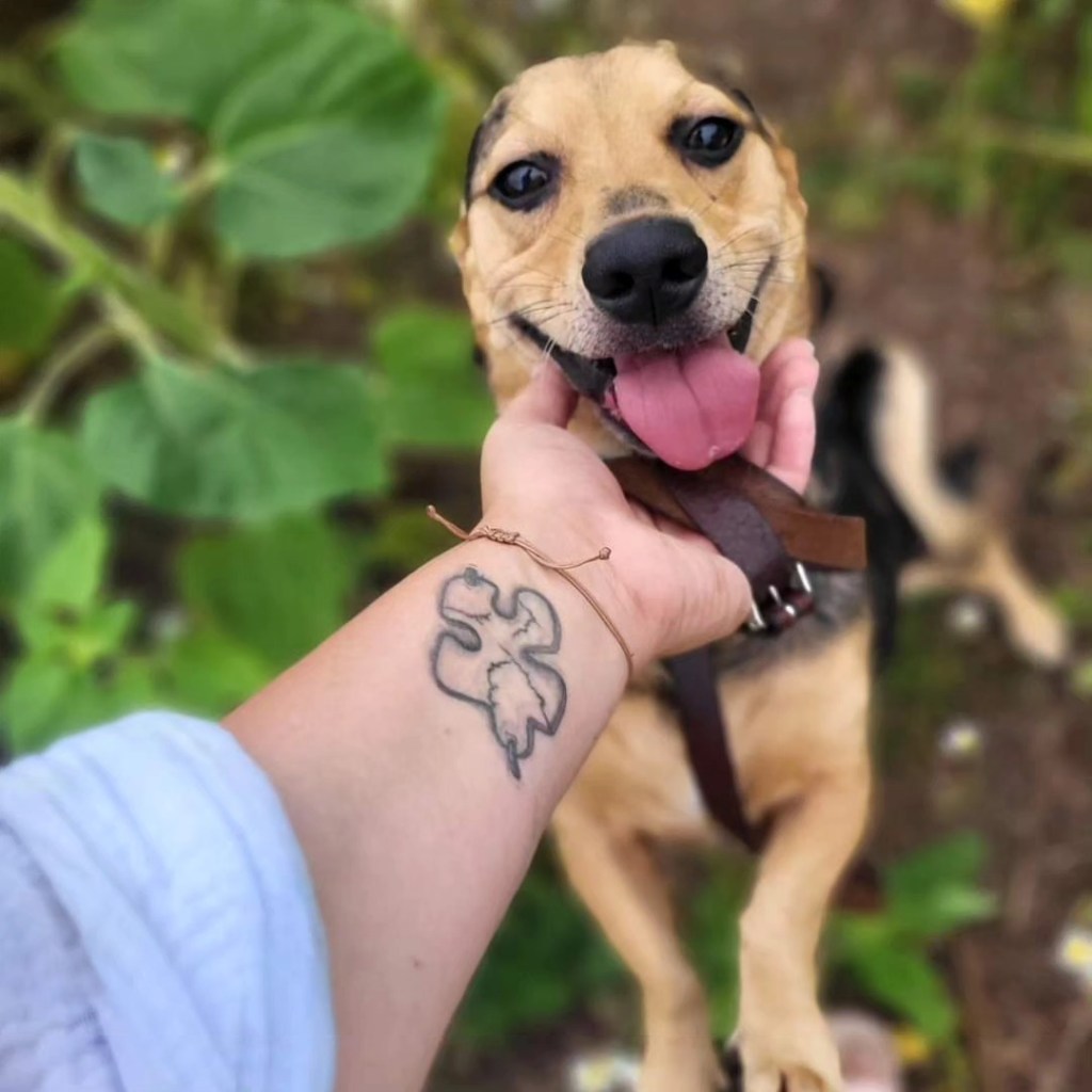 Hund Rocky im Tierheim Nordhausen