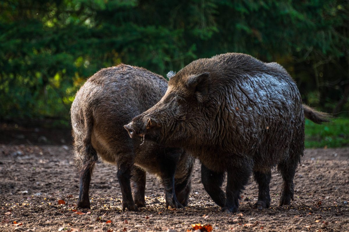 Bei Verdacht auf eine Infektion sollen sich Hundebesitzer sofort an einen Tierarzt oder das zustÃ¤ndige VeterinÃ¤ramt wenden. Besonders gefÃ¤hrdet sind Jagdhunde, die zur Wildschweinjagd eingesetzt werden. JÃ¤ger und Hundehalter sollten den Kontakt ihrer Hunde zu Schwarzwild daher mÃ¶glichst vermeiden und auch kein Wildschweinfleisch verfÃ¼ttern.