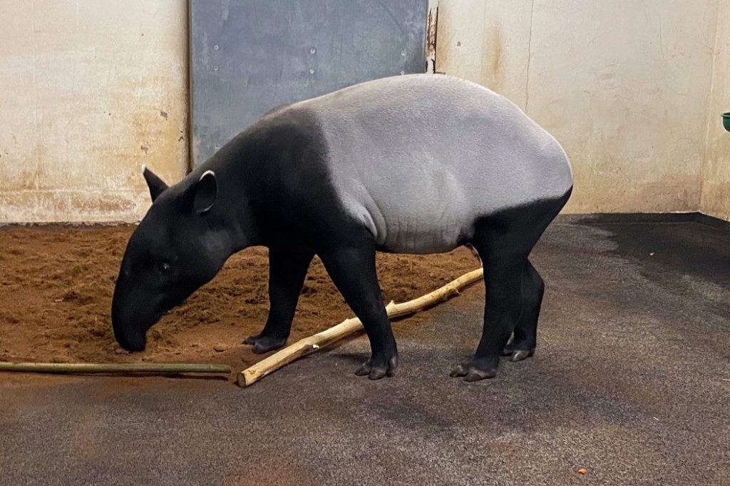 Das neue Schabrackentapir-Weibchen Nessa ist gut im Zoo Leipzig angekommen.