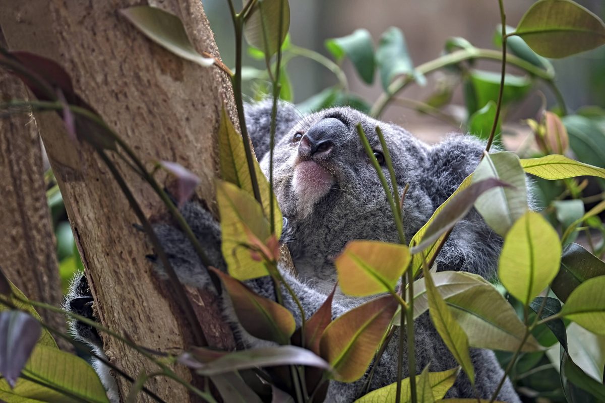 zoo leipzig