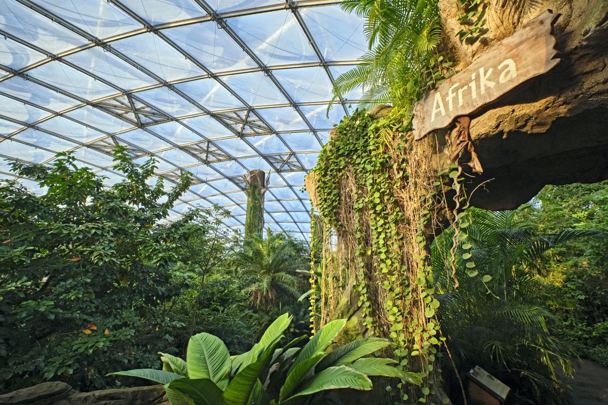 GroÃŸe Aufregung im Zoo Leipzig! Im Gondwana-Land fliegen die Funken. Und zwar so stark, dass selbst ein Zaun die Turteltauben kaum stoppen kann.