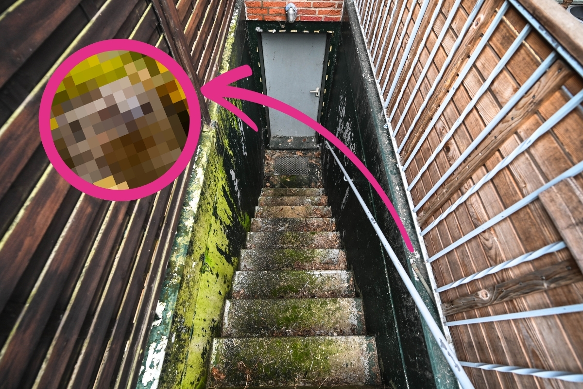 Eine Kellertreppe in ThÃ¼ringen und ein Pfeil, der auf einen Igel zeigt.