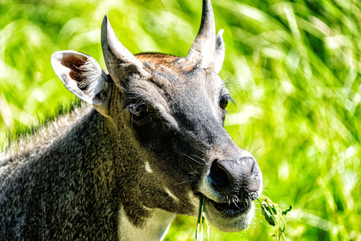 zoo leipzig