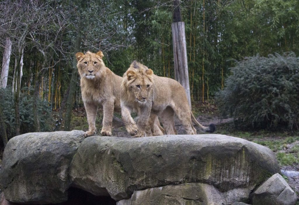 zoo leipzig