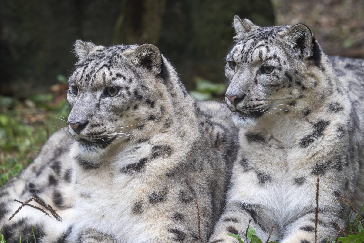 zoo leipzig