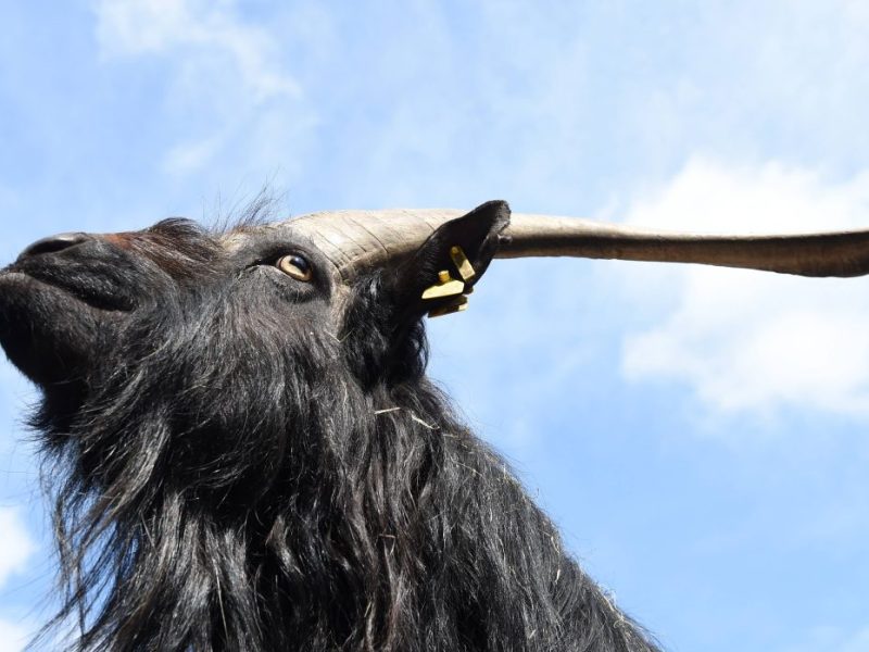 ThÃ¼ringen: Wegen gefÃ¤hrlicher Seuche â€“ Tierpark zieht die ReiÃŸleine