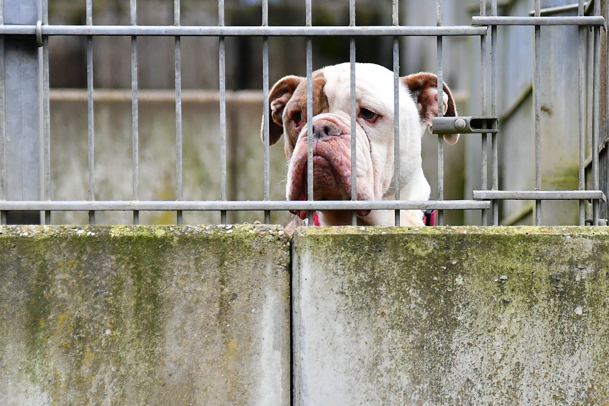 Ein trauriger Hund schaut durch Gitter durch (Symbolbild fÃ¼r das Tierheim in ThÃ¼ringen)