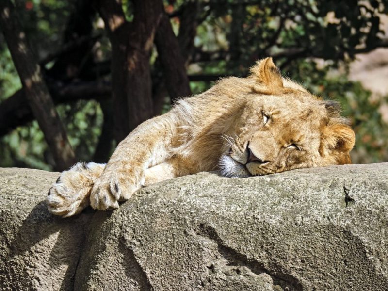 Zoo Leipzig (Symbolbild)
