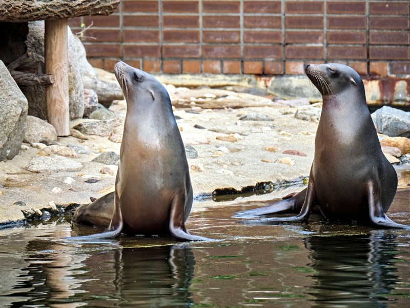 Zwei Kalifornischer Seelöwen im Zoo Leipzig