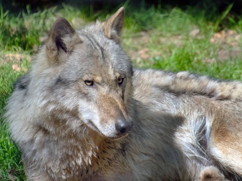 Thüringer Wolfs-Experte kritisiert Vorgehen der Politik gegen den Wolf